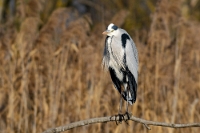 1523 Ardea cinerea (Airone cenerino)